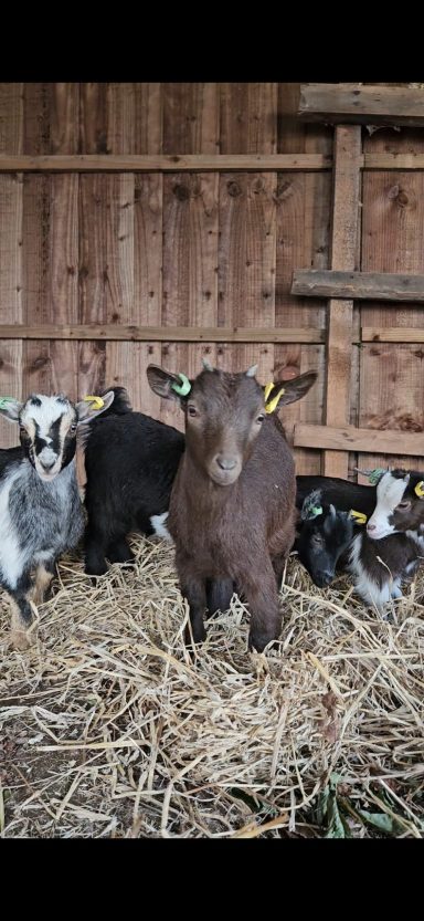 Barbra, Betty, Agatha and Dotty 